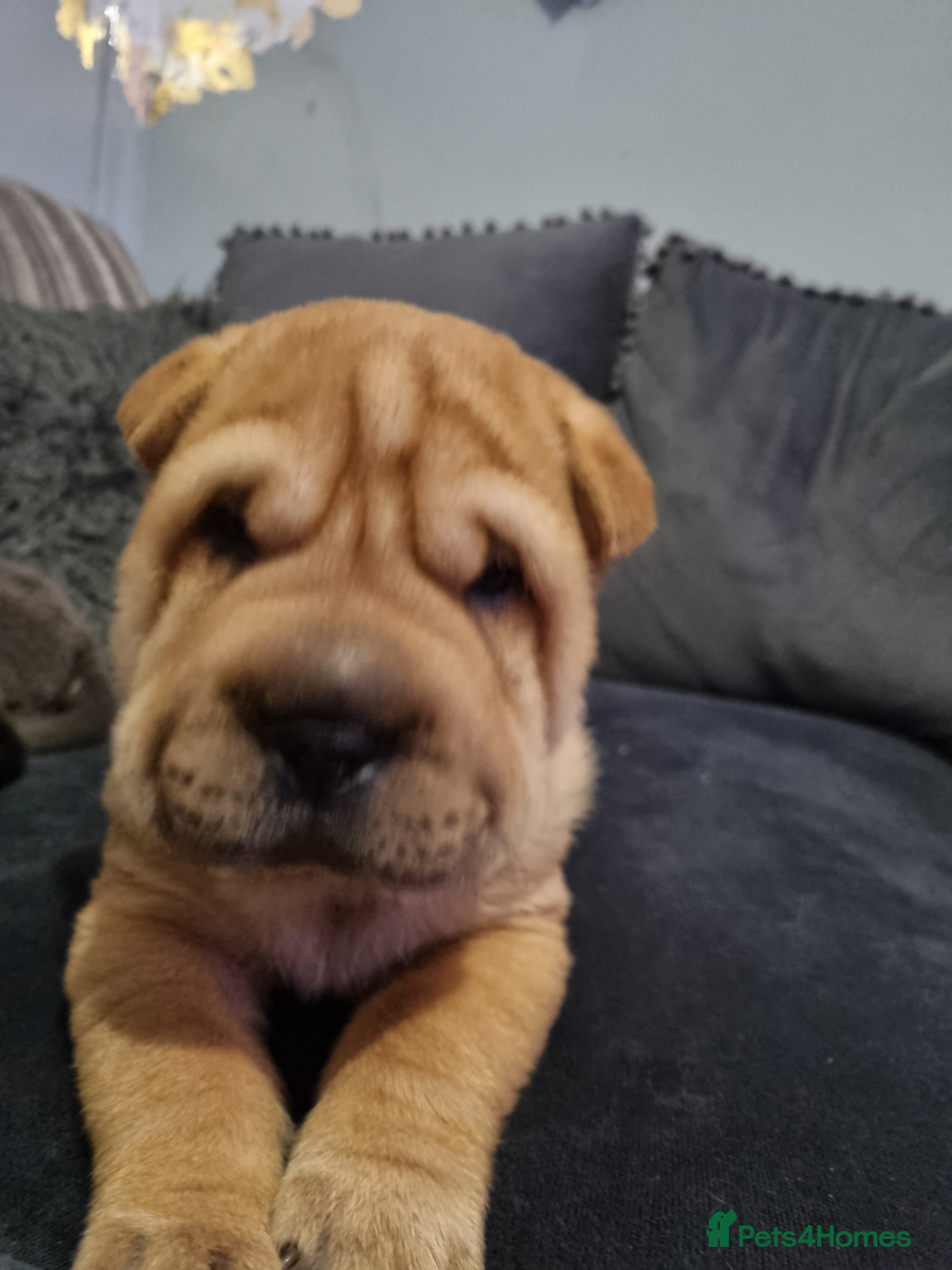 Shar Pei dogs Puppy for sale  - Advert 15