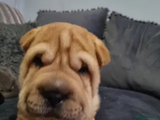Shar Pei dogs Puppy for sale - Advert 15