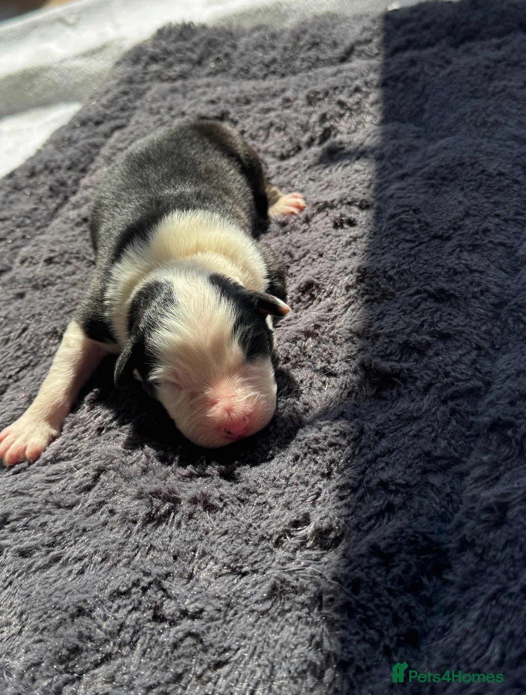 Australian Shepherd dogs for sale: KC registered Australian Shepard puppies - Image 18