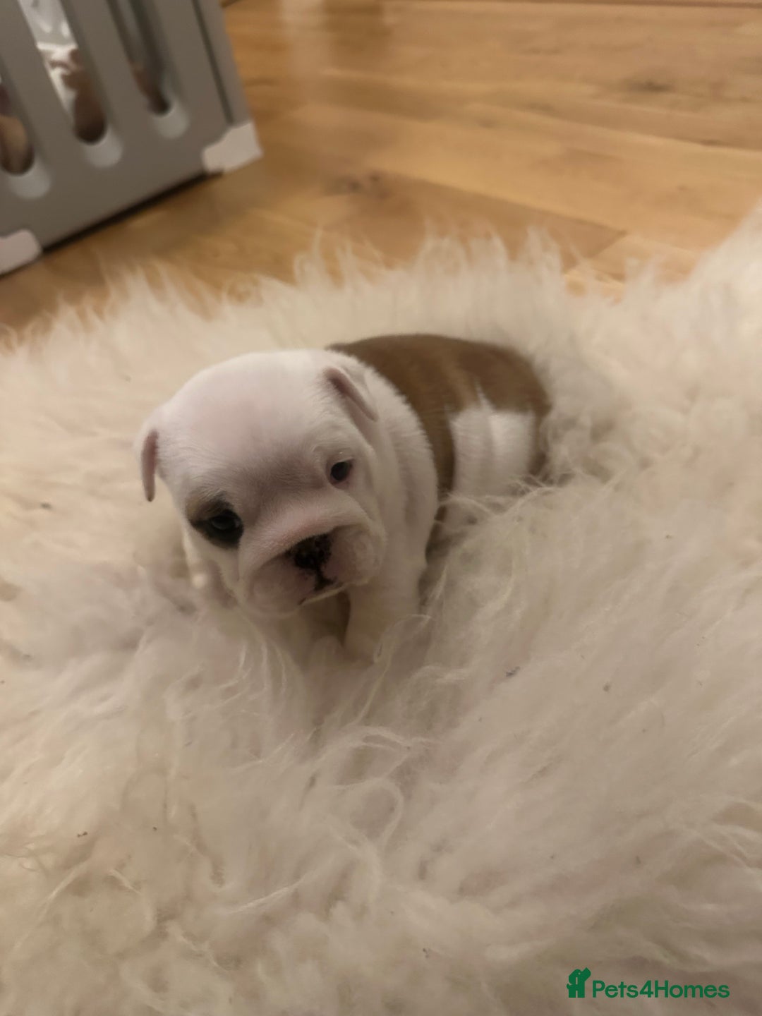 English Bulldog dogs for sale: Full Pedigree KC Registered English Bulldogs - Advert 15
