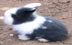 Mini Lion Lop rabbits for sale: Young bunnies  - Image 2
