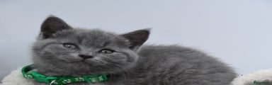 British Shorthair Kitten 4