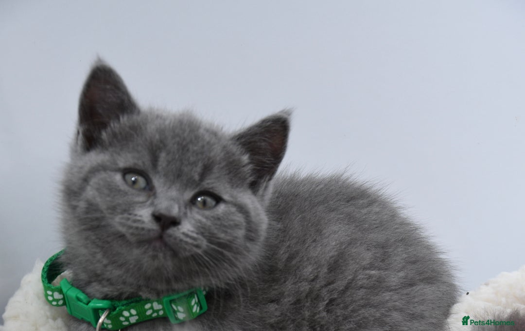 British Shorthair cats for sale: 6 stunning British Shorthair kittens  - Advert 16