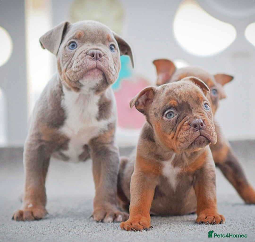 Olde English Bulldogge dogs for sale: 23 years experience 5⭐️Rated licensed  - Advert 3