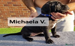 Cane Corso dogs for sale: Champion-Bloodline Cane Corso Puppies  - Image 6