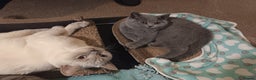 British Shorthair cats for sale: 🐾 British Shorthair Blue – 2 Girls – Ready Now 🐾 - Advert 12