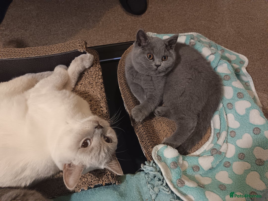 British Shorthair cats for sale: 🐾 British Shorthair Blue – 2 Girls – Ready Now 🐾 - Advert 12