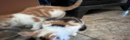 Mixed Breed cats for sale: Mrs S. Averlingiene  in Enfield - Advert 7