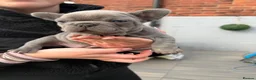 French Bulldog dogs for sale: French Bulldogs  in Oldham - Advert 10
