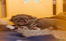 Shih Tzu dogs for sale: Stunning imperial Shih Tzu pups ready now - Image 5