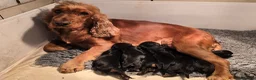 Cocker Spaniel dogs for sale: Cocker Spaniel Show Puppies Homebred Licenced - Advert 7