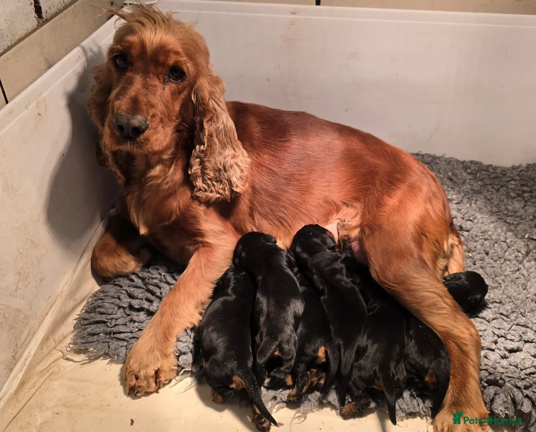 Cocker Spaniel dogs for sale: Cocker Spaniel Show Puppies Homebred Licenced - Advert 7