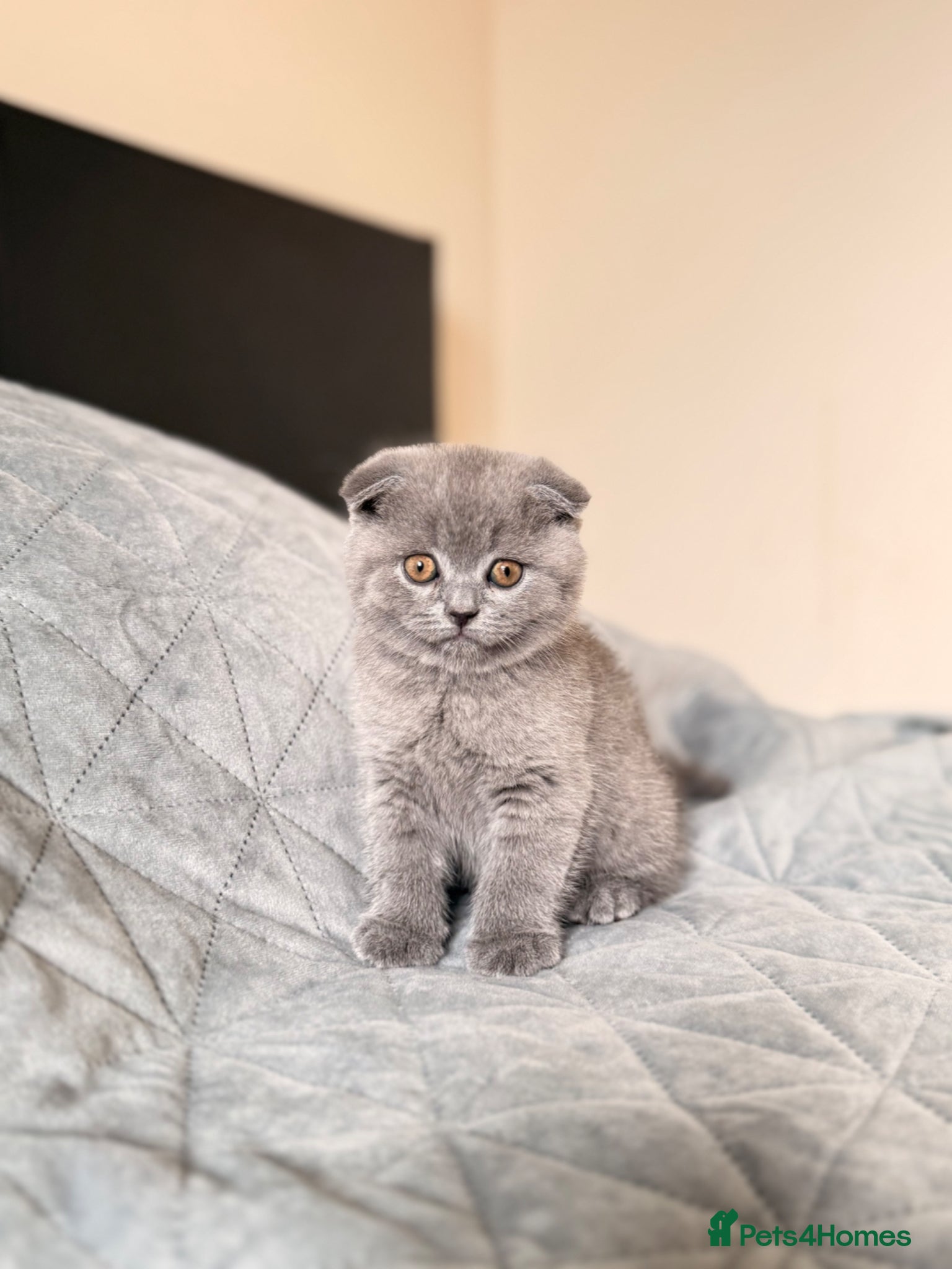 Scottish Fold cats Beautiful Scottish Fold Kitten – Litter Trained💖 - Advert 6