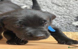 Labrador Retriever dogs for sale: Black Labradors looking for their forever homes - Image 4
