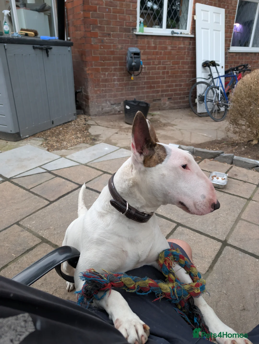 English Bull Terrier dogs for sale: English bull terrier - Loving Home Wanted in Stockport - Advert 2