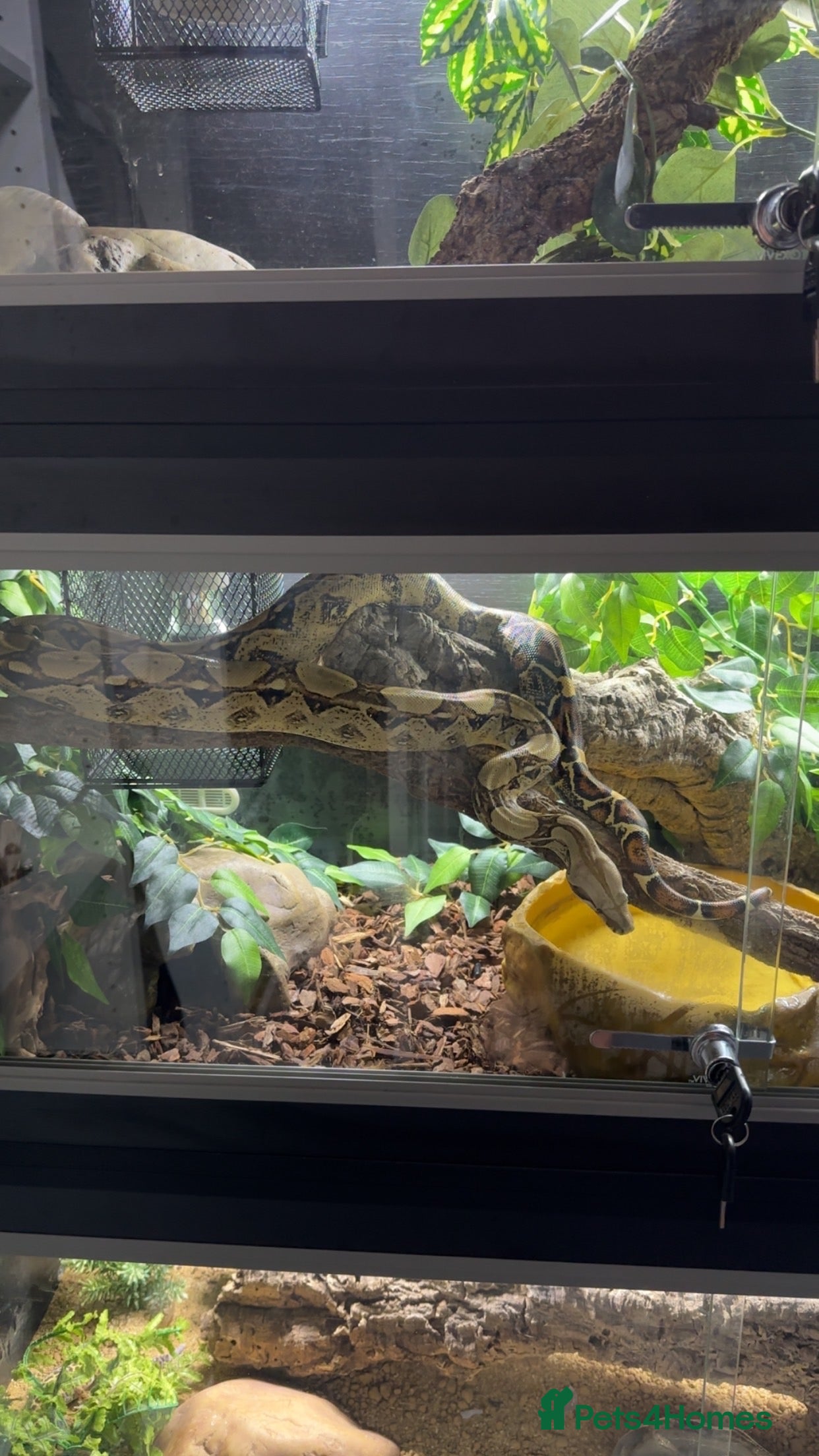 Boa Snake reptiles 2 year old boa constrictor  - Advert 1