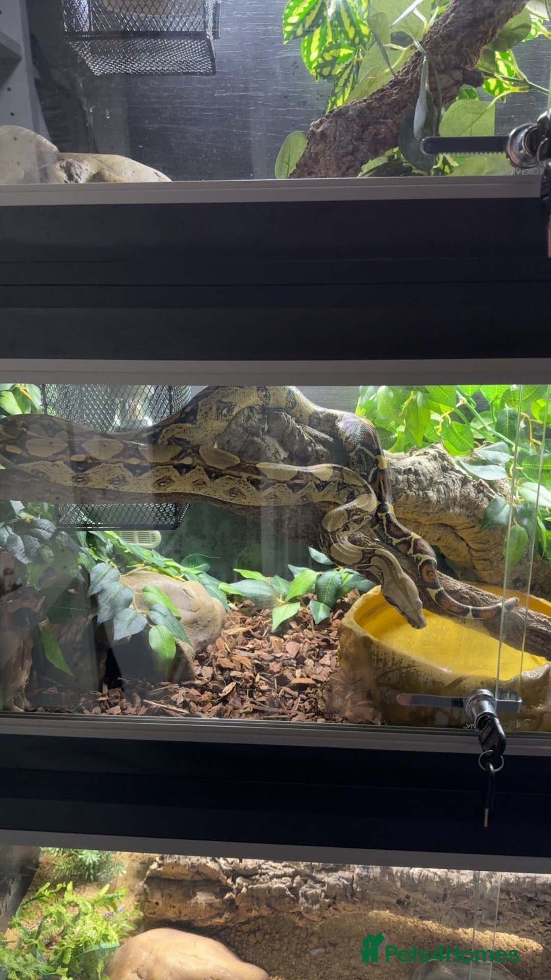 Boa Snake reptiles for sale: 2 year old boa constrictor  - Advert 1