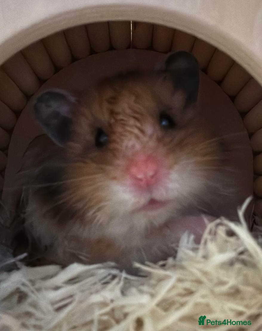 Hamster rodents 4 months old long haired syrian for sale - Advert 1