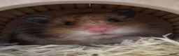Hamster rodents for sale: Long haired syrian for sale - Advert 1