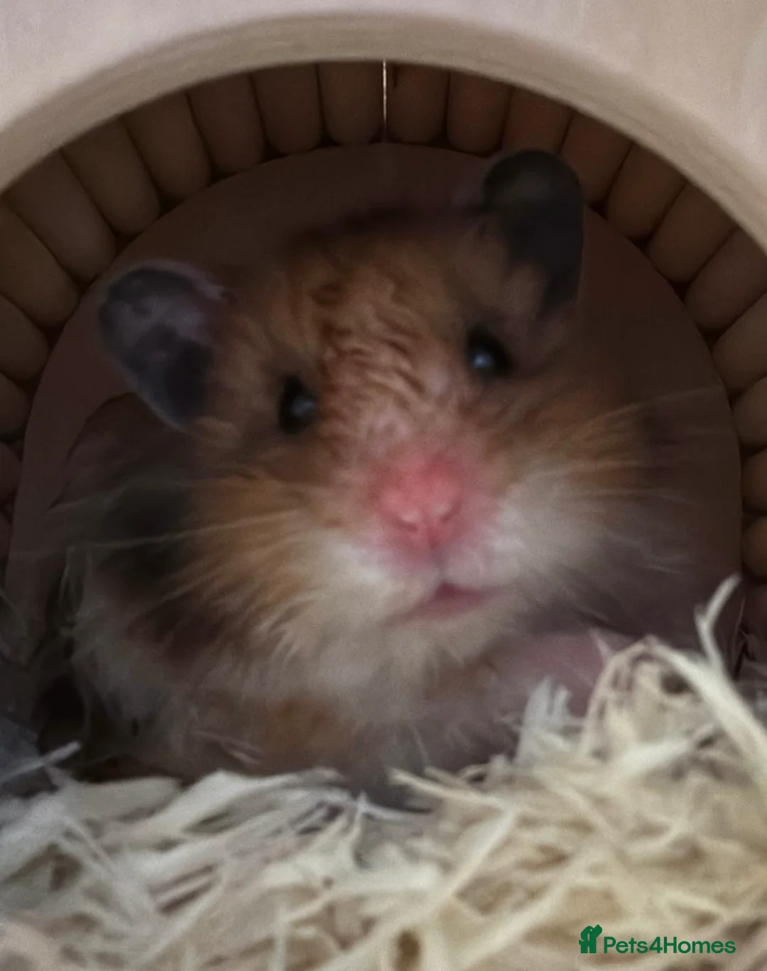 Hamster rodents for sale: Long haired syrian for sale - Advert 1