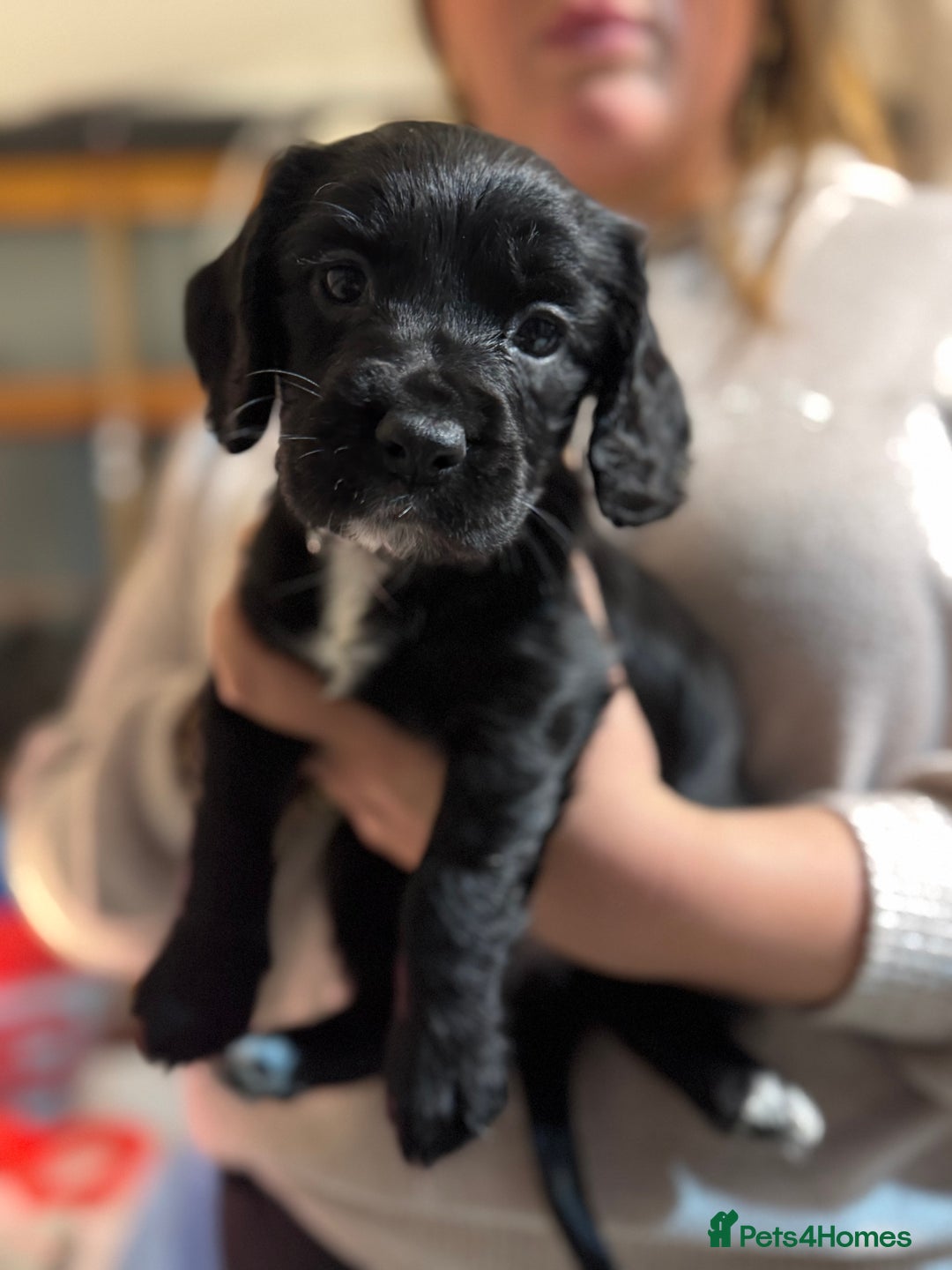 Cocker Spaniel dogs for sale: The most beautiful Working Cocker Puppies - Image 7