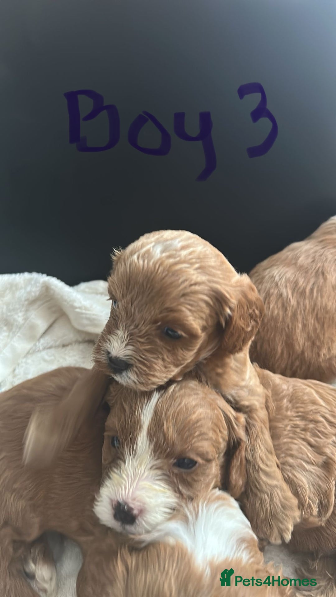 Cavapoo dogs for sale: One girl left has come available  - Image 2