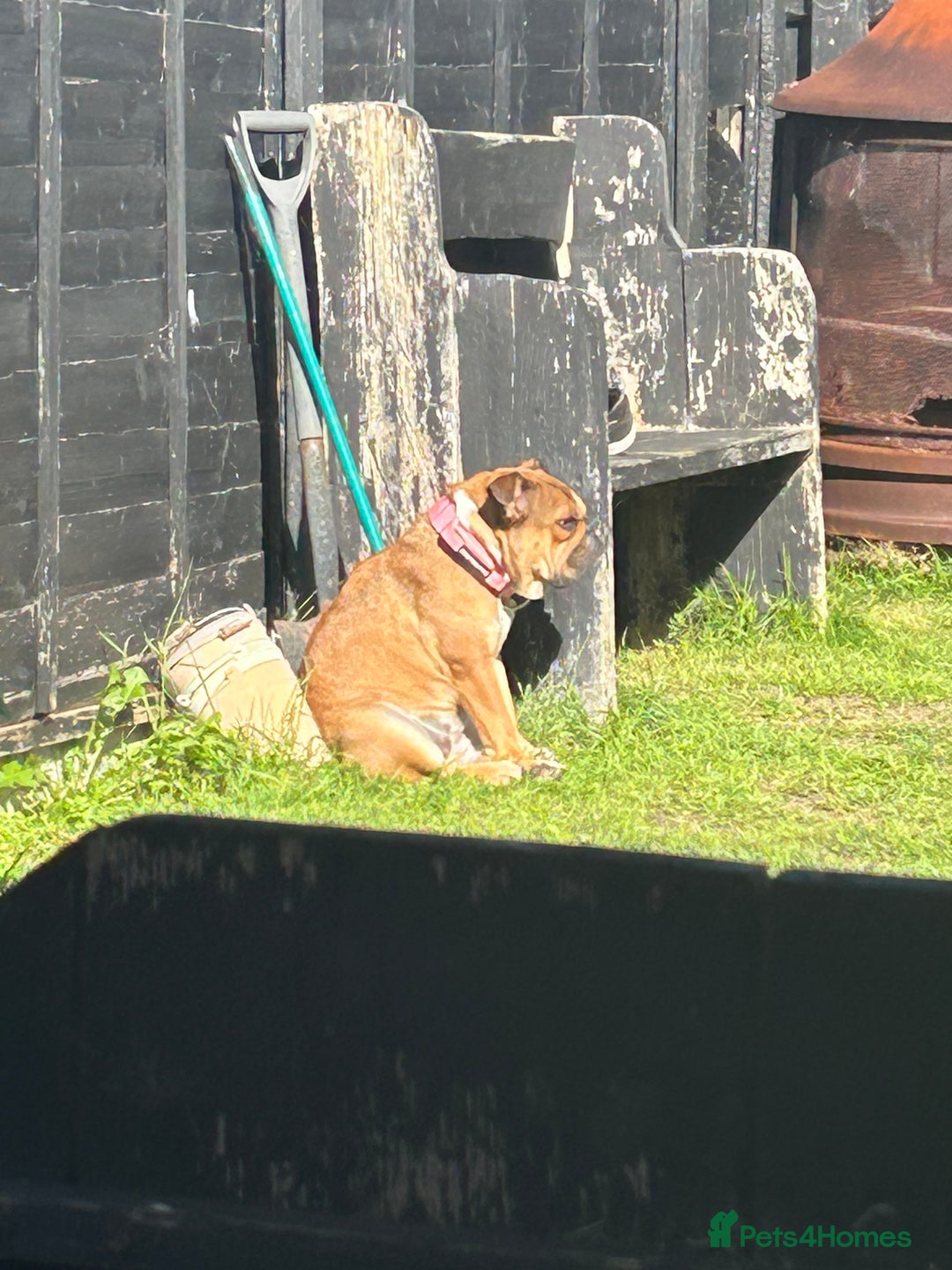 English Bulldog dogs for sale: 1 year old English bulldog  - Image 2