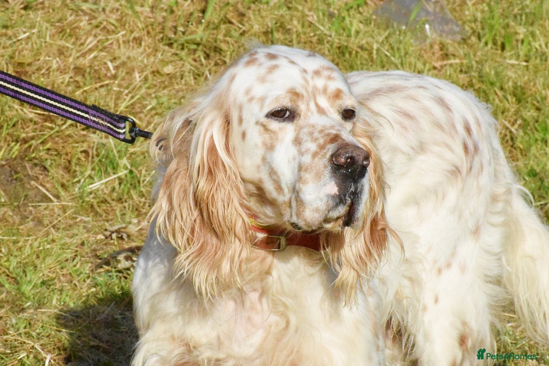English Setter dogs for adoption: Curro in Preston - Image 8