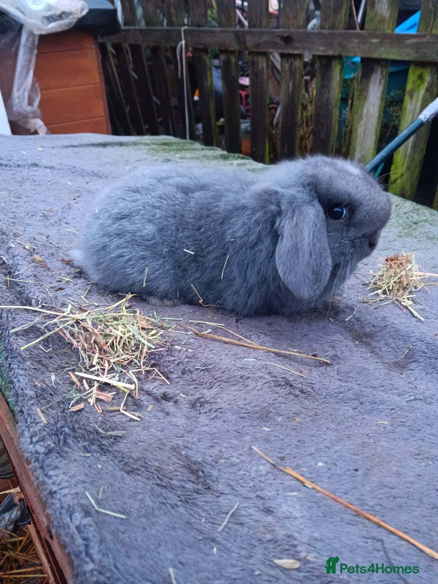 Mixed Breed rabbits Rabbits - Advert 9