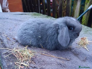 Mixed Breed rabbits Rabbits - Advert 21