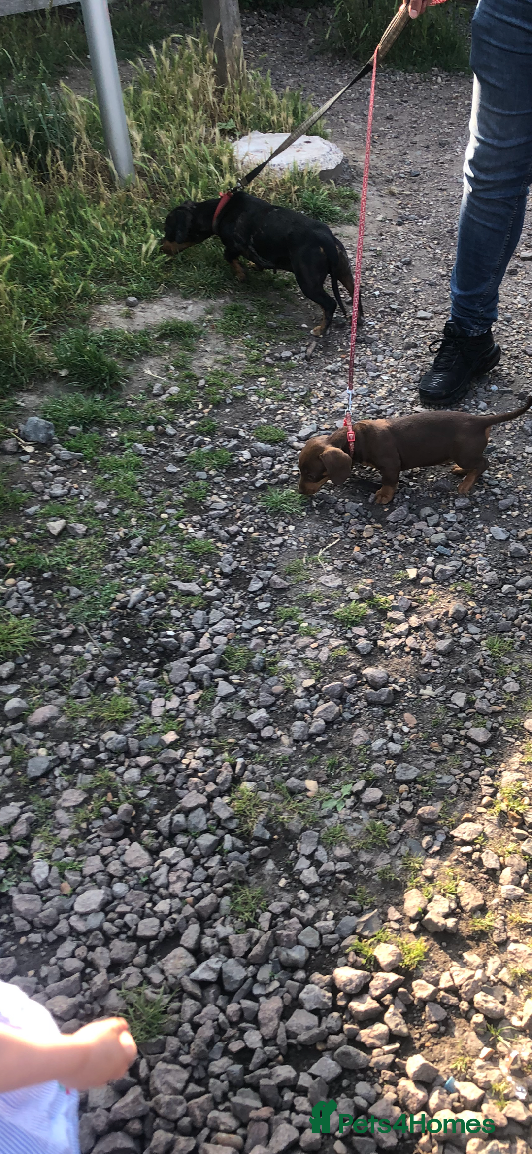 Miniature Dachshund dogs for sale: Miniature Dachshund  - Image 7