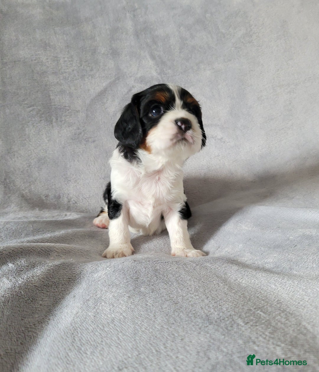 Cavalier King Charles Spaniel dogs for sale: Cavalier King Charles Spaniel Puppies for Sale 🐾 - Image 31
