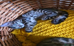 Bengal cats for sale: Bengal kittens for sale £350 - Image 4