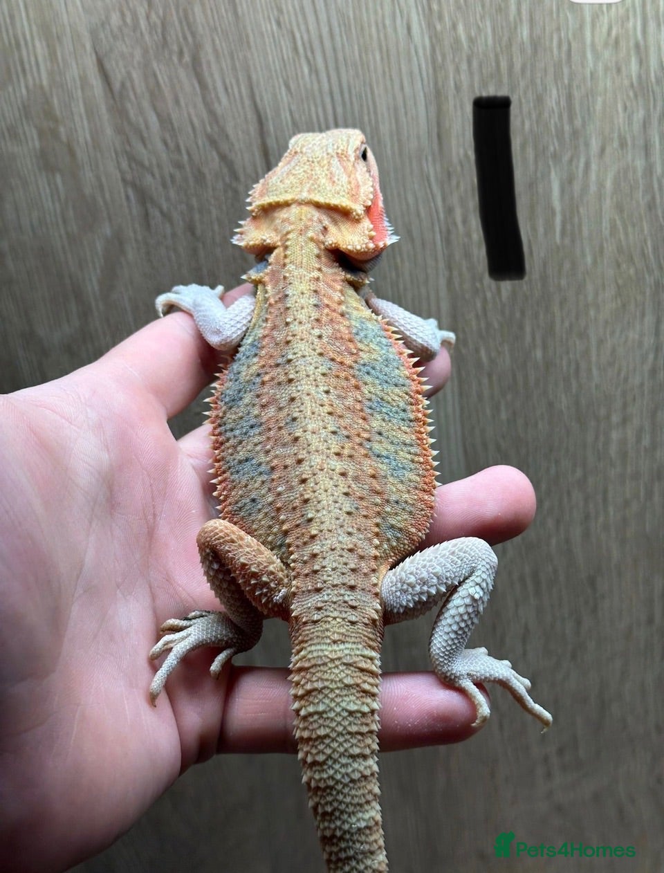 Bearded Dragon reptiles Bearded dragons - Advert 2