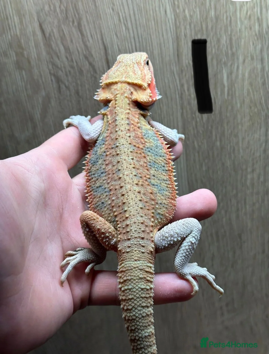 Bearded Dragon reptiles for sale: Bearded dragons - Advert 1