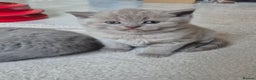 Scottish Fold cats for sale: Scottish fold/straight, lilac and grey colour  - Advert 5