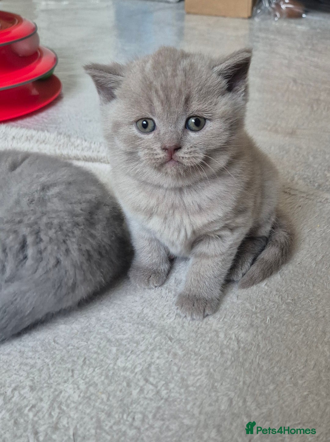 Scottish Fold cats for sale: Scottish fold/straight, lilac and grey colour  - Advert 5