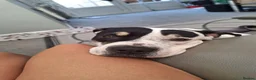 Staffordshire Bull Terrier dogs for adoption: Meet Poppy, currently residing in Kent in Chertsey - Advert 7