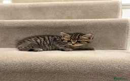 Mixed Breed cats for sale: Chunky, Fluffy Half Ragdoll Half British Shorthair - Image 9