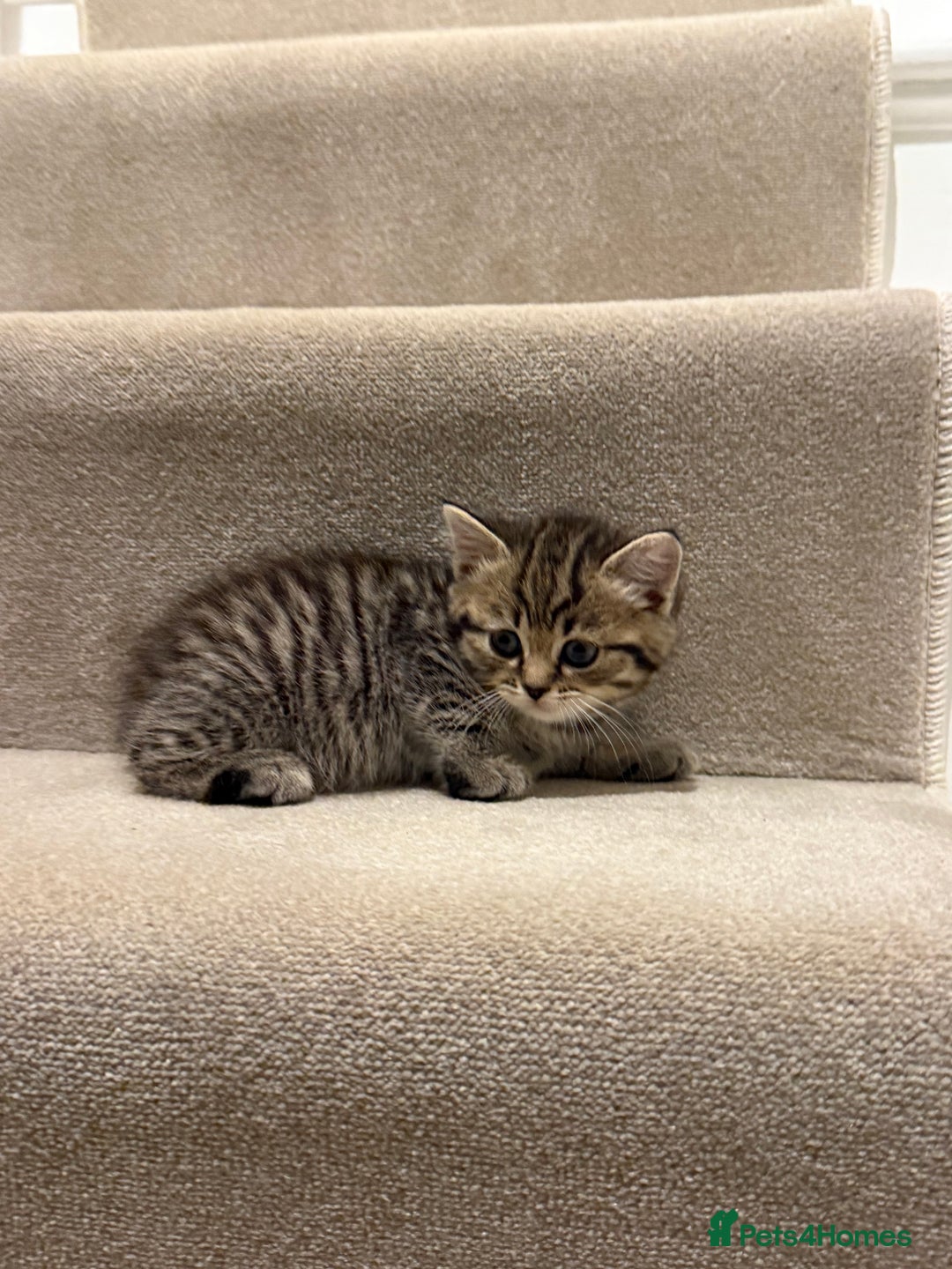 Mixed Breed cats for sale: Chunky, Fluffy Half Ragdoll Half British Shorthair - Image 9
