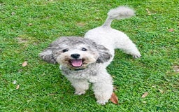Toy Poodle dogs for sale: Silver Phantom Boy - Image 1