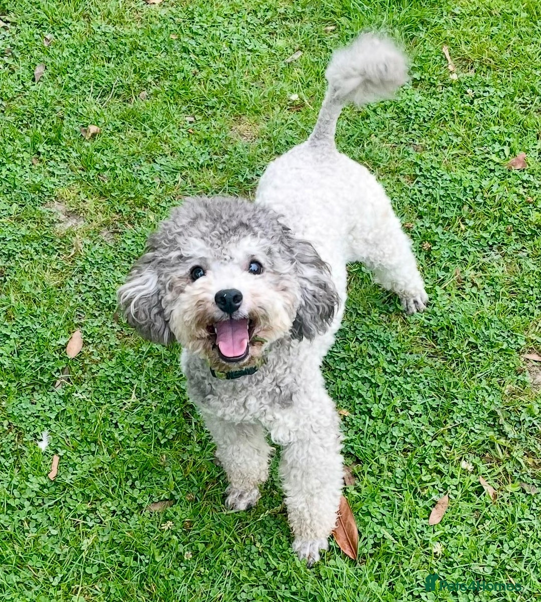 Toy Poodle dogs for sale: Silver Phantom Boy - Image 1