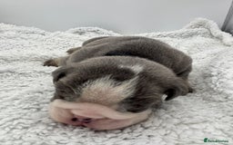 English Bulldog dogs for sale: 10 British Bulldog puppies 🐶  - Image 12