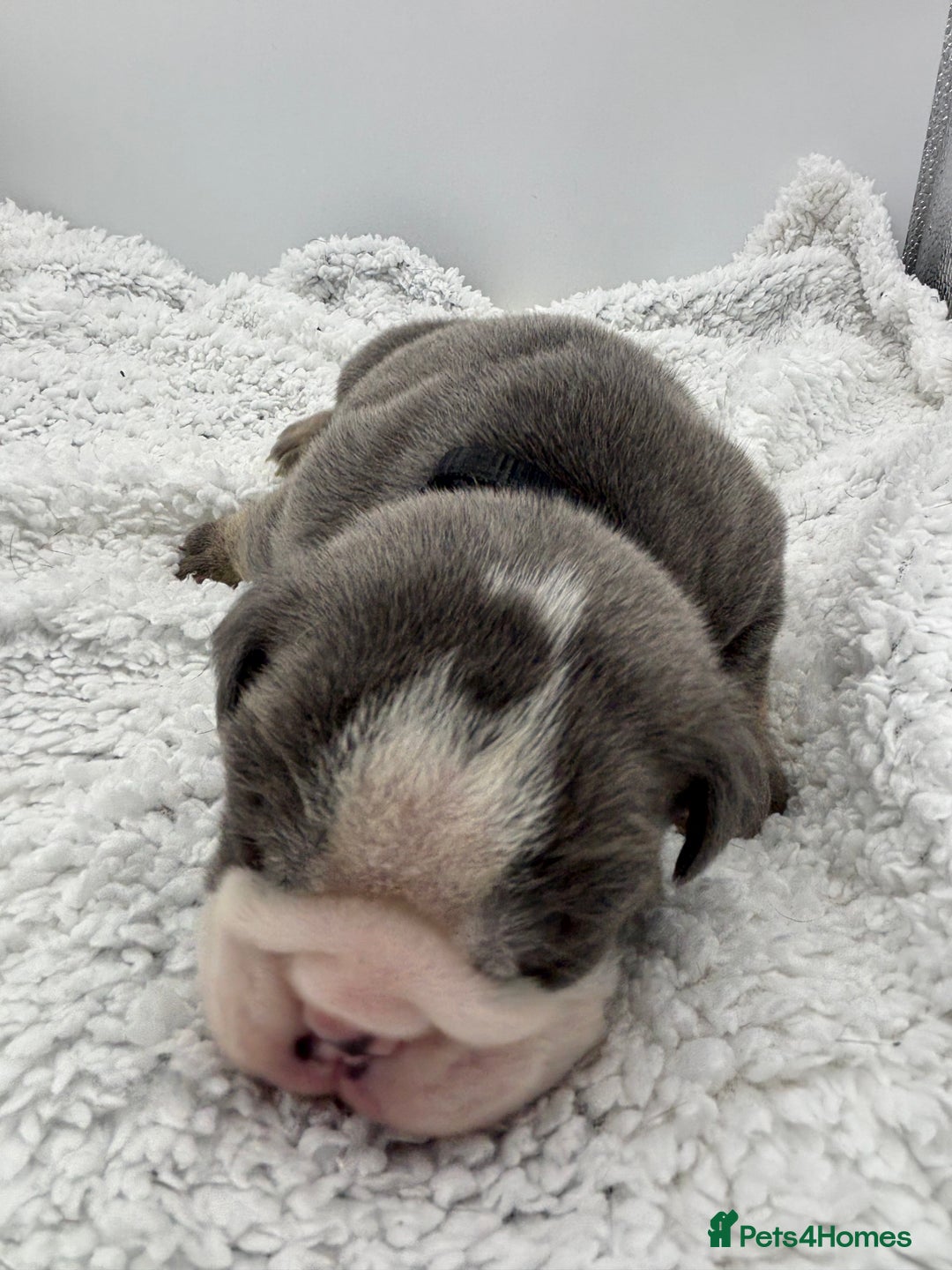English Bulldog dogs for sale: 10 British Bulldog puppies 🐶  - Image 12