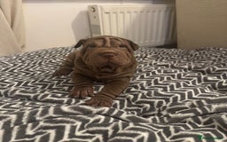 Shar Pei dogs for sale: Sharpei Puppies available  - Image 13