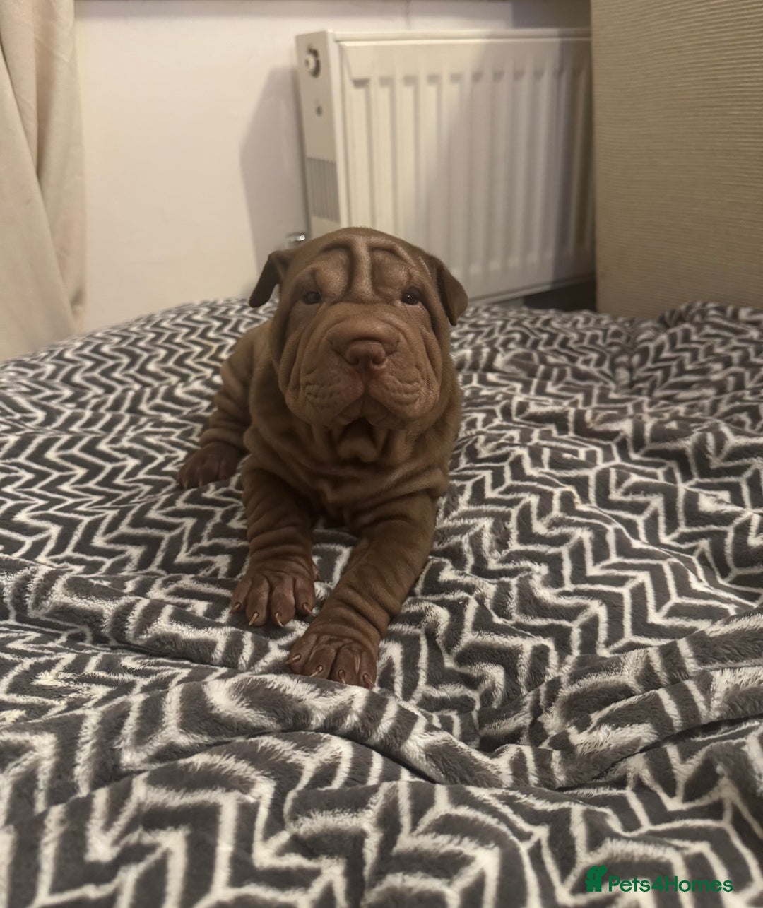 Shar Pei dogs for sale: Sharpei Puppies available  - Image 13