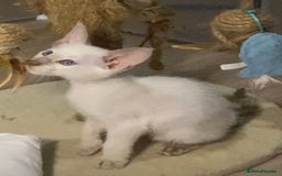 Oriental cats for sale: Oriental kitten - Image 3
