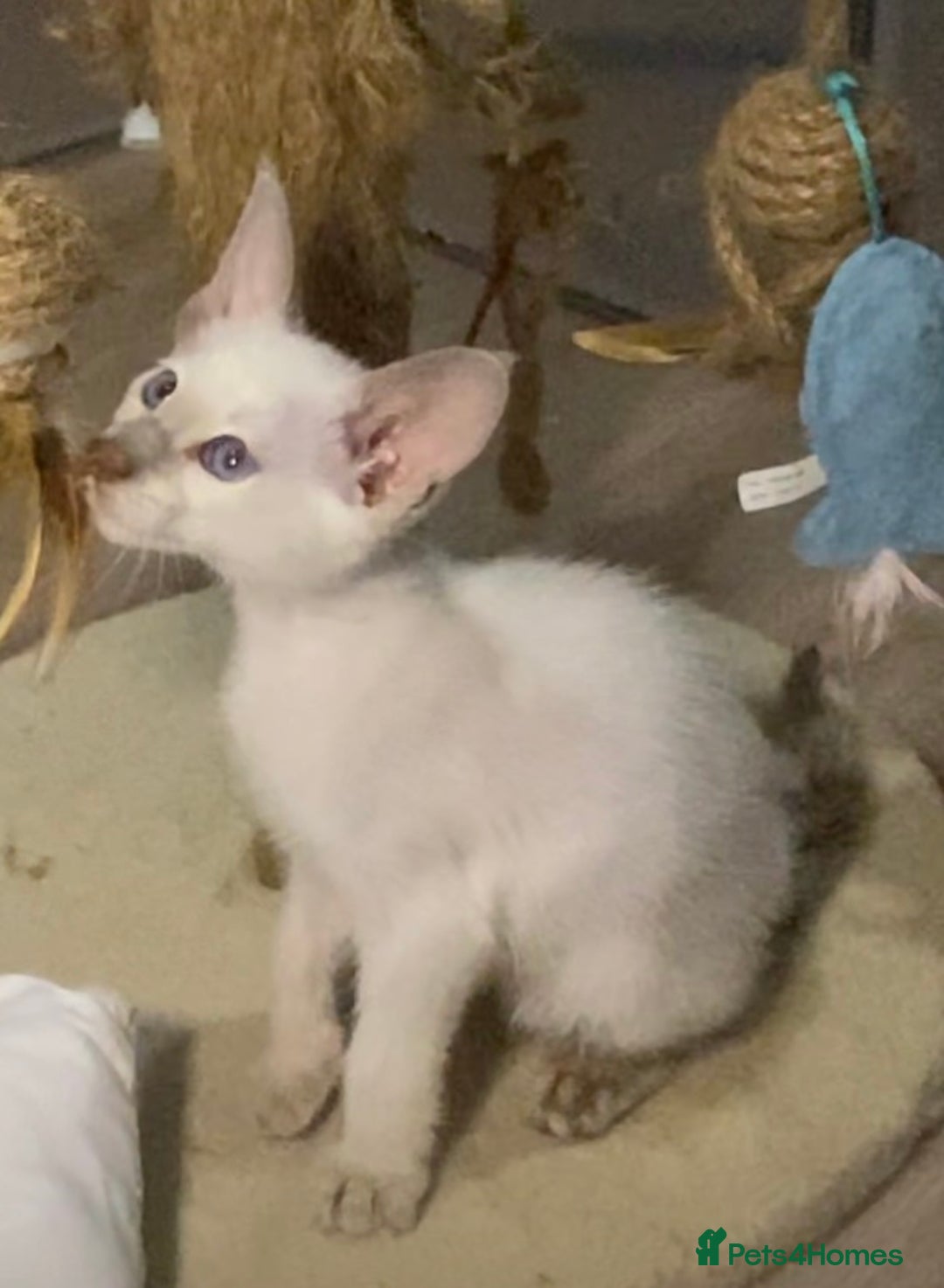 Oriental cats for sale: Oriental kitten - Image 3