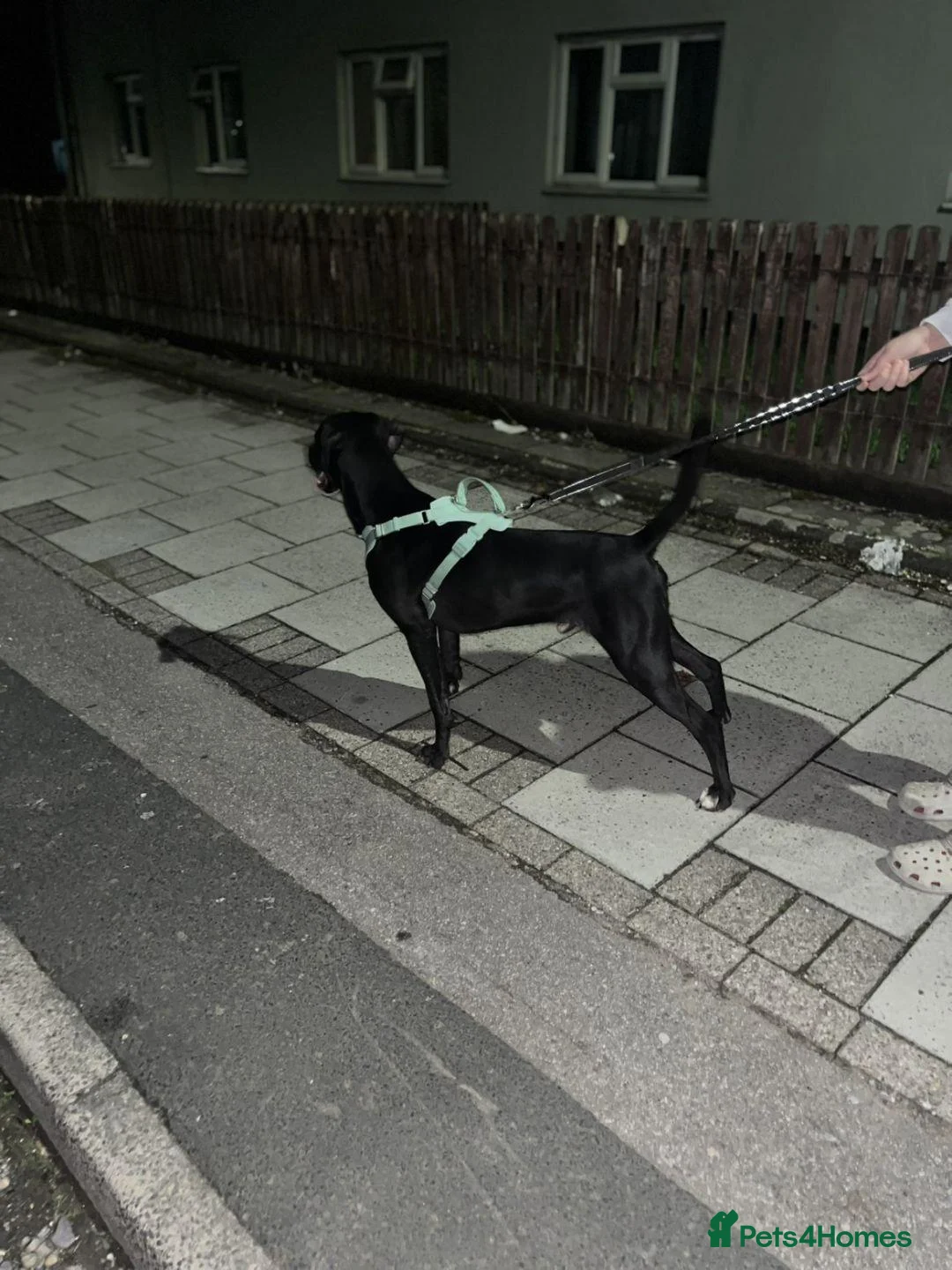 Mixed Breed dogs for sale: Black & White Labrador X Rottweiler   in Birmingham - Advert 3