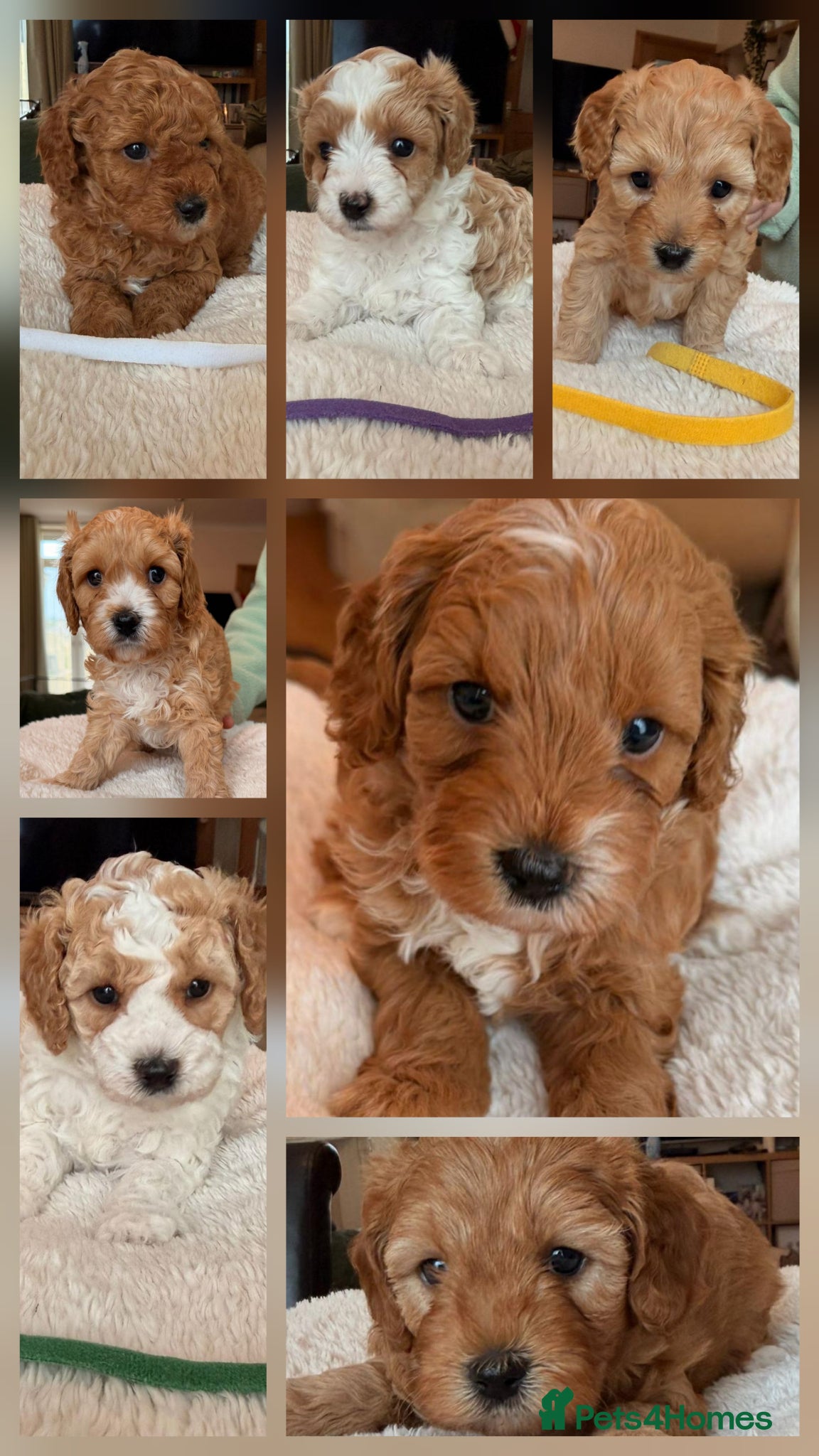 Cavapoo dogs A beautiful litter of F2 Cavapoos - Advert 1